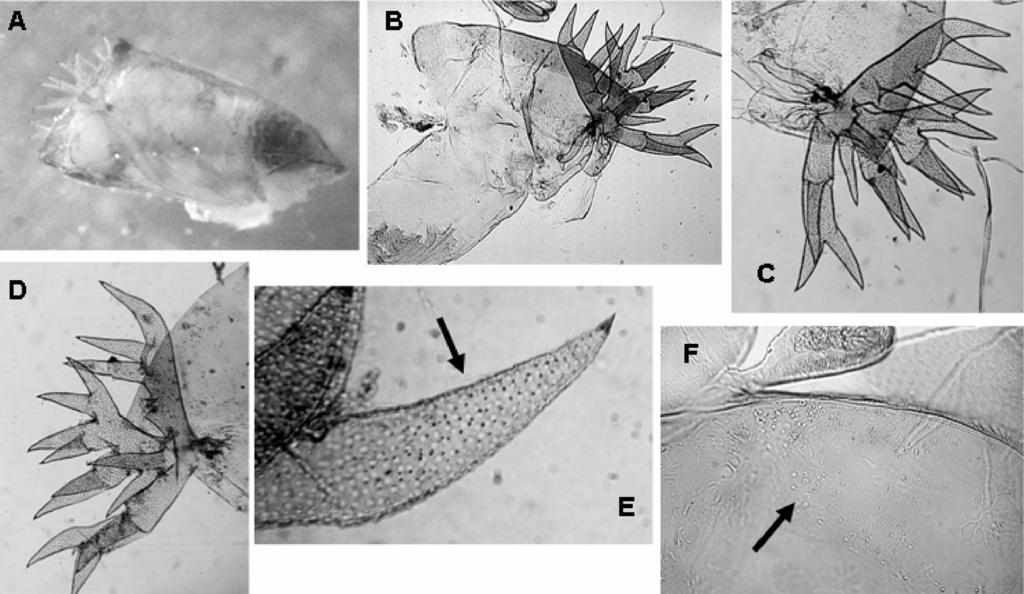 Figura 5 - Thyrsopelma jeteri sp.n. - pupa: a. aspecto geral da pupa evidenciando as proporções entre as brânquias e o casulo; b. pteroteca, tórax e brânquia; c-d.