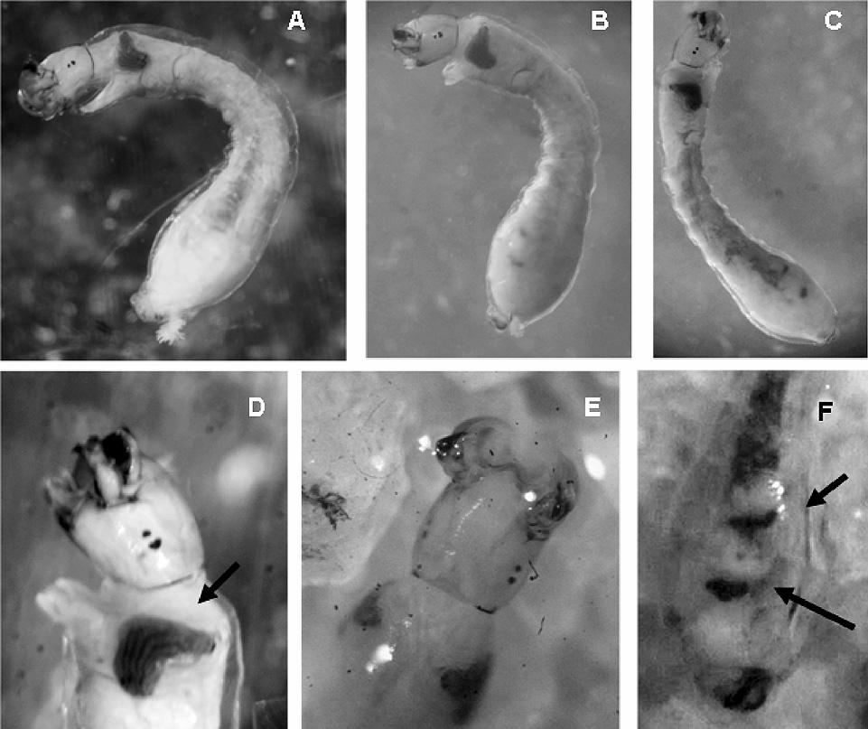 Figura 7 - Thyrsopelma jeteri sp.n. - larva: a-b-c. diferentes aspectos da conformação geral da larva; d.