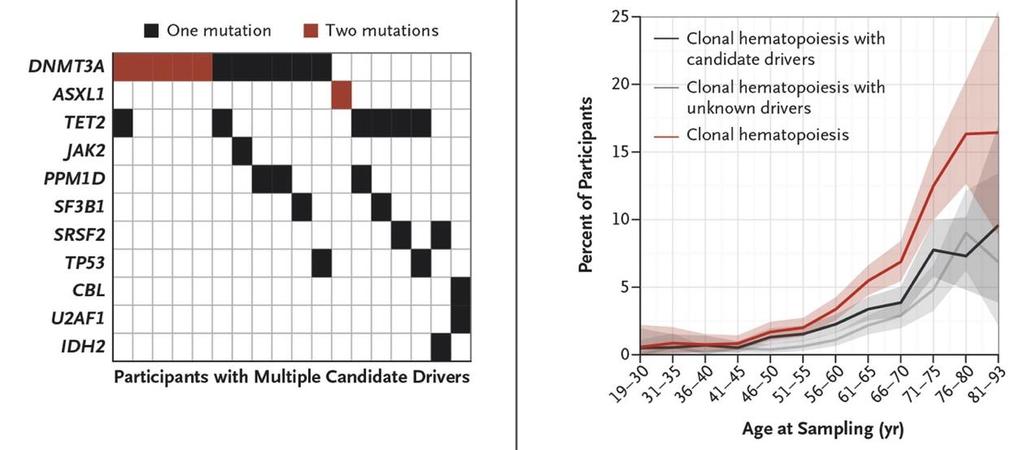 CLONAL HEMATOPOIESIS OF INDETERMINATE POTENTIAL MUTAÇÕES