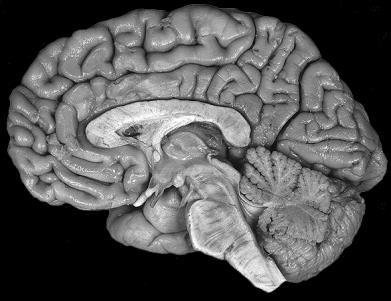 Divisão anatômica do SN Cérebro SNC Encéfalo Cerebelo Tronco encefálico Mesencéfalo