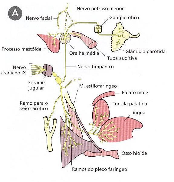 IX- Nervo Glossofaríngeo Sensibilidade: geral dos 1/3 posterior da língua; faringe, úvula,