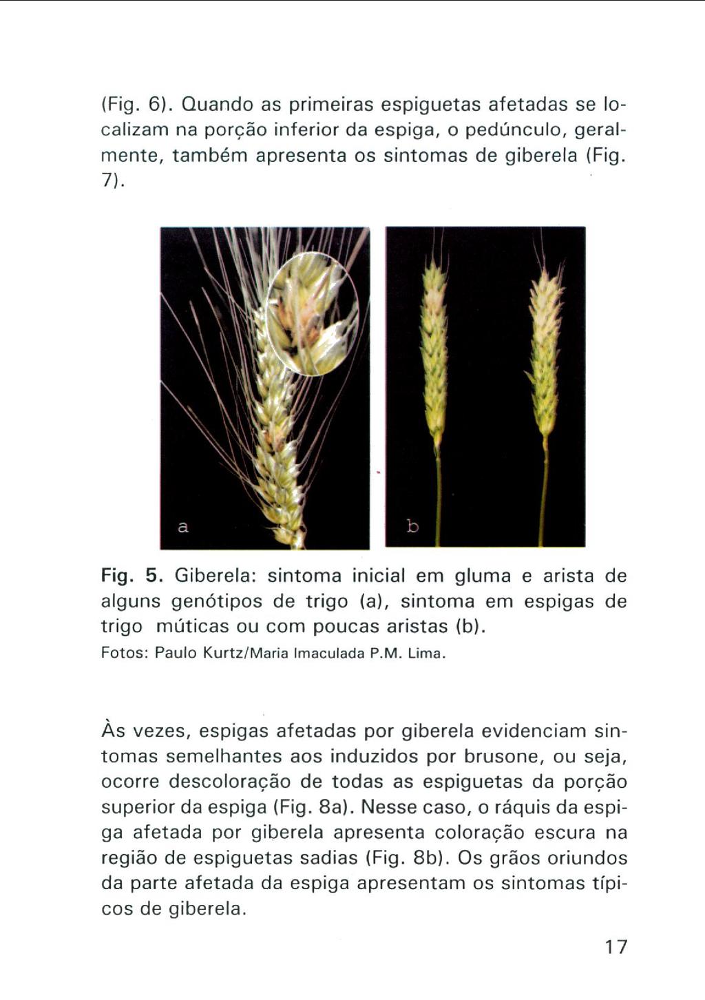 (Fig. 6). Quando as primeiras espiguetas afetadas se localizam na porco inferior da espiga, o pedúnculo, geralmente, também apresenta os sintomas de giberela (Fig. 7). Fig. 5.