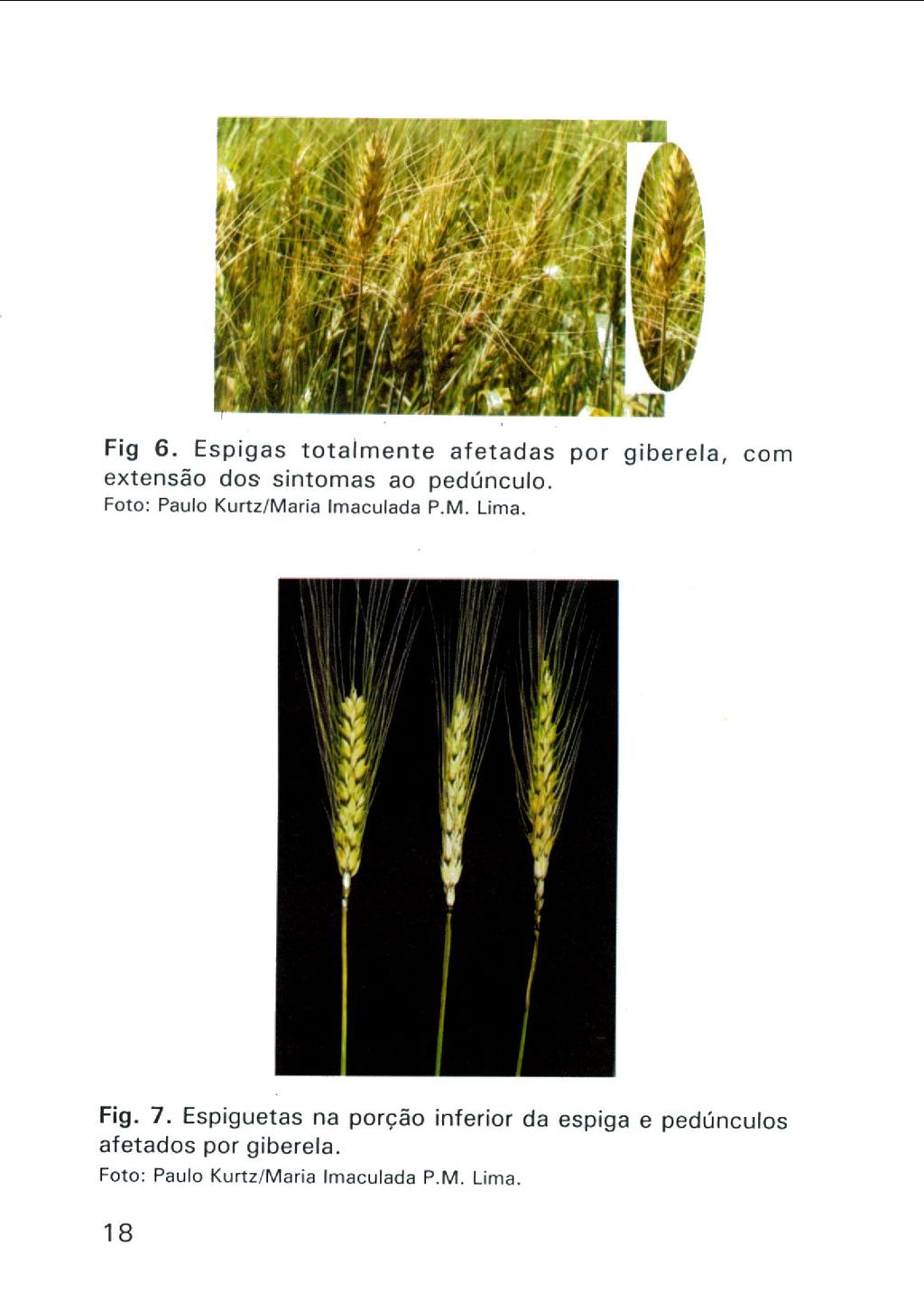 4 b /!y' á f, P Fig 6. Espigas totalmente afetadas por giberela, com extensão dos sintomas ao pedúnculo. Foto: Paulo Kurtz/Maria Imaculada P.M. Lima.