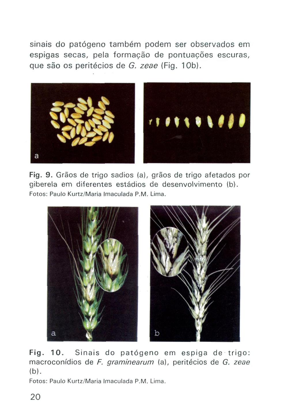 sinais do patógeno também podem ser observados em espigas secas, pela formação de pontuações escuras, que são os peritécios de G. zeae (Fg. lob). Fig. 9.