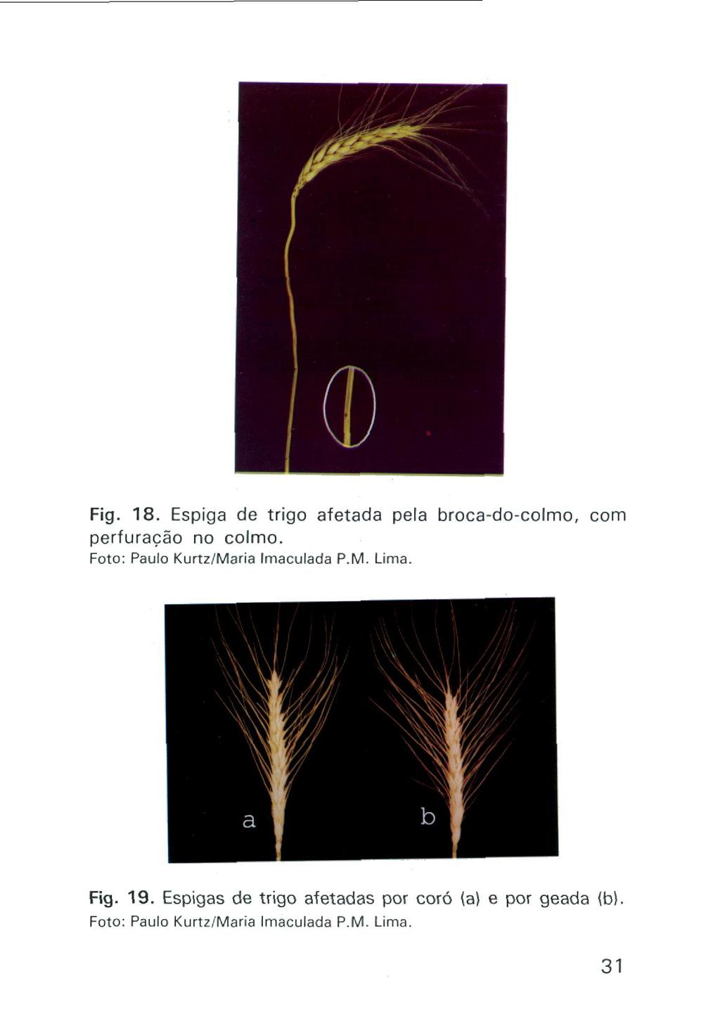 Fig. 18. Espiga de trigo afetada pela broca-do-colmo, com perfuração no colmo. Foto: Paulo Kurtz/Maria Iriaculada P.M. Lima.