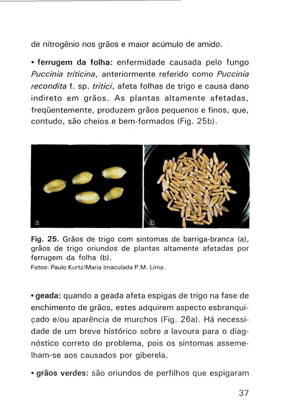 de nitrogênio nos grãos e maior acúmulo de amido. ferrugem da folha: enfermidade causada pelo fungo Puccinia tritícina, anteriormente referido como Puccinia recondita f. sp.