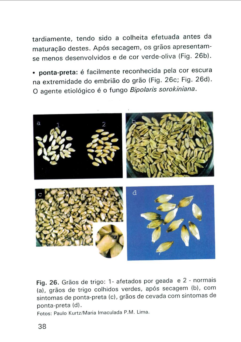 tardiamente, tendo sido a colheita efetuada antes da maturação destes. Após secagem, os grãos apresentamse menos desenvolvidos e de cor verde-oliva (Fig. 26b).