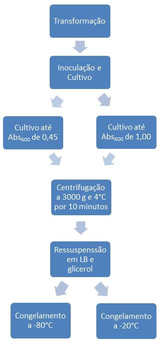 54 Descongelou-se uma alíquota (100 ul) de E. coli BL21 plyss quimiocompetente, obtida conforme descrito no ítem 3.5, em gelo por 20 minutos.