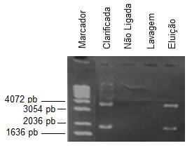 65 FIGURA 14 - PERFIL ELETROFORÉTICO EM GEL DE AGAROSE 1% DAS AMOSTRAS OBTIDAS DURANTE A PURIFICAÇÃO DO PLASMÍDEO MTSP-11 FONTE: O autor (2012) NOTA: Marcador 1kb Plus DNA Ladder Invitrogen FIGURA 15