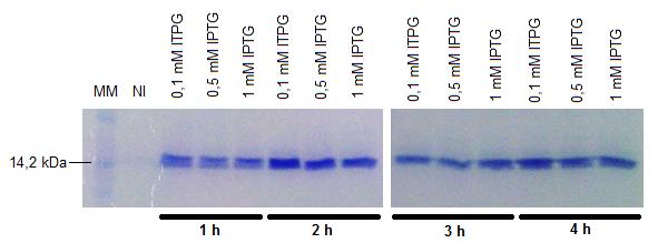 70 FIGURA 21 - PERFIL ELETROFORÉTICO DAS FRAÇÕES INSOLÚVEIS DA PROTEÍNA MSTP-11 APÓS ADIÇÃO DE IPTG NAS CONCENTRAÇÕES DE 0,1, 0,5 E 1 mm, EM GEL DE POLIACRILAMIDA DE 15% CORADO COM AZUL DE COMASSIE