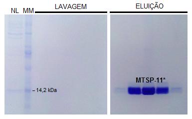 recombinante na amostra Não Ligada, junto a outras bandas mais intensas com massa molecular superior (FIGURA 28). Durante a lavagem nenhuma banda pode ser identificada.