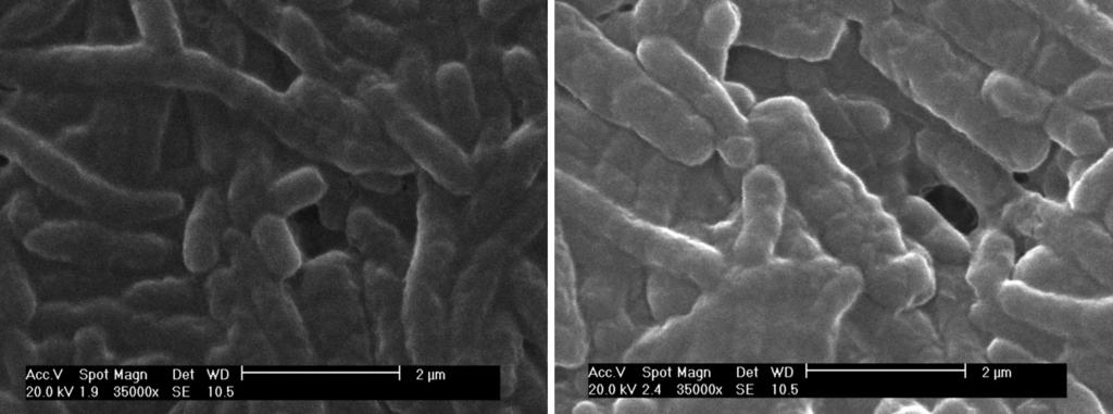 Biossorção de metais presentes na DAM utilizando Rhodococcus opacus -1 q (mg.