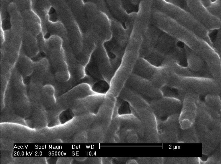 Flávia Paulucci Cianga Silvas et al. lise celular. Desta forma, os metais já captados pela biomassa são, novamente, expostos ao meio, assim como os componentes celulares.
