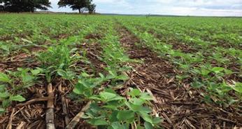 A produção agrícola começou a se instalar na região do Centro-Oeste devido aos baixos preços de terra, o que possibilitou a aquisição de áreas maiores, favorecendo o ganho em escala da produção.