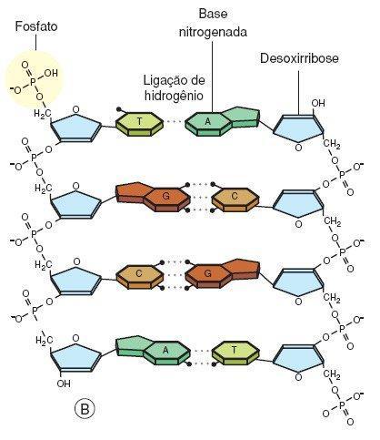 Veja acima a Representação esquemática das ligações entre os nucleotídeos.