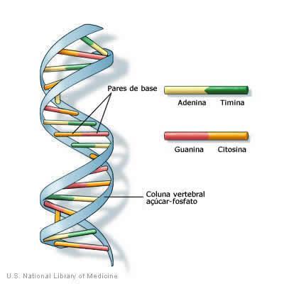 Já entre um nucleotídeos e outro temos a ligação pentose-fosfato.