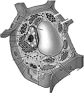 10. Abaixo está