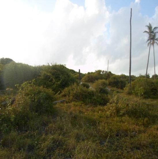 Planície de Restinga do litoral de Rio