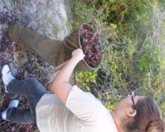 A metodologia empregada para o levantamento de fauna de restinga da Barra do Rio Mamanguape, foi o protocolo de coleta das formigas de serapilheira, o A.L.L. Protocol (AGOSTI E ALONSO, 2000).