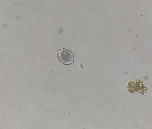 Figura 1: Resultado de amostra de exame parasitológico de fezes do felino mostrando a presença de oocisto tipo Isospora spp em microscopia óptica.