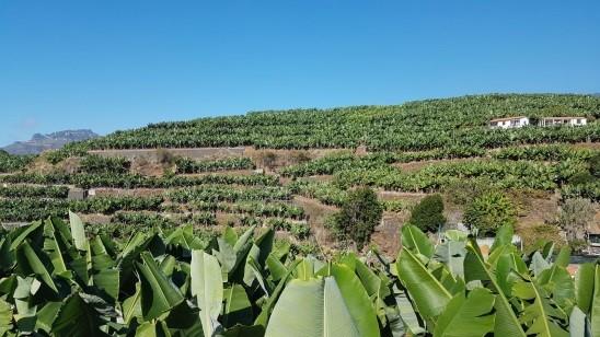 Seguro de Colheitas Madeira Seguro