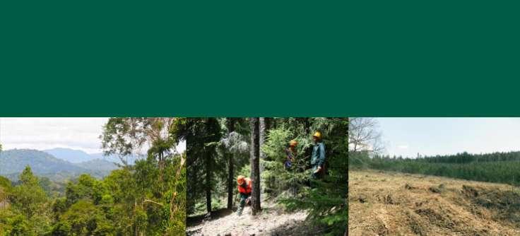 Forest Stewardship Council GUIA FSC Guia de Escala,