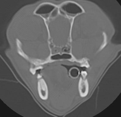 Figura 18 - (A) Imagem tomográfica digitalizada de crânio de cão, SRD, fêmea, oito anos de idade a nível de cavidades nasais com diagnóstico conclusivo de rinite linfoplasmocitária: (a) opacificação