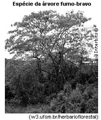 Considerando que a referida árvore foi plantada em 1º de novembro de 2009 com uma altura de 1 dm e que em 31 de outubro de 2011 sua altura era de 2,5 m e admitindo ainda que suas alturas, ao final de