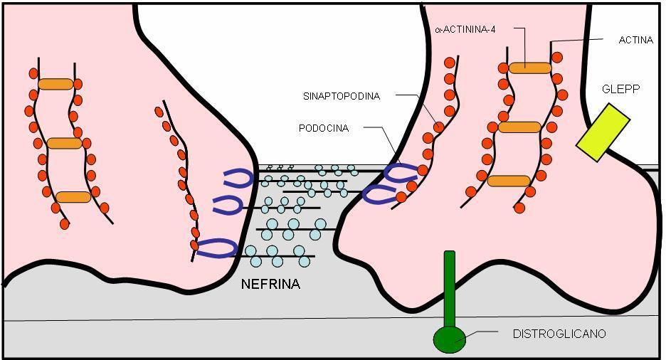 10 fosfatase de membrana específica do podócito, situada na face apical do pedicelo. O CD10 também é conhecido como CALLA, da sigla em inglês para Antígeno Comum da Leucemia Linfoblástica Aguda.