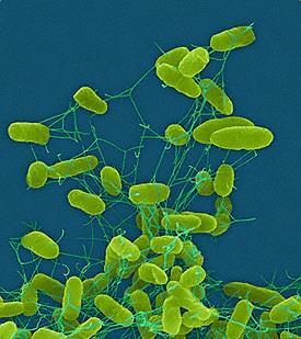 Salmonella spp Algumas espécies de salmonella podem produzir dois tipos de doenças de origem alimentar.