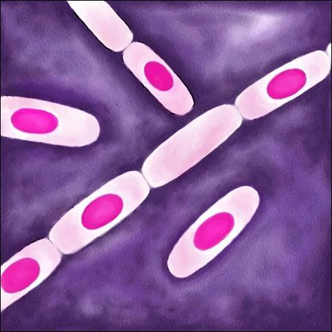 Bacillus cereus Os esporos de B.