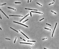 Clostridium perfringens É uma bactéria comum no solo e em terrenos encharcados, e ainda em vegetais.