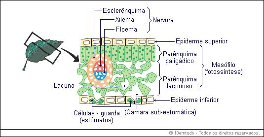 Muito desenvolvido nas plantas xerófilas (presentes em climas quentes e secos) Parênquimas de assimilação (clorofilianos) onde ocorre a fotossíntese Paliçádico grande concentração de células e pouco