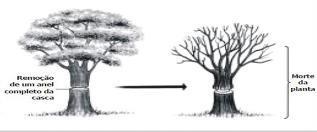 5. As características a seguir fazem parte de um tipo de tecido vegetal. Analise-as. I. É constituído de células vivas. II.