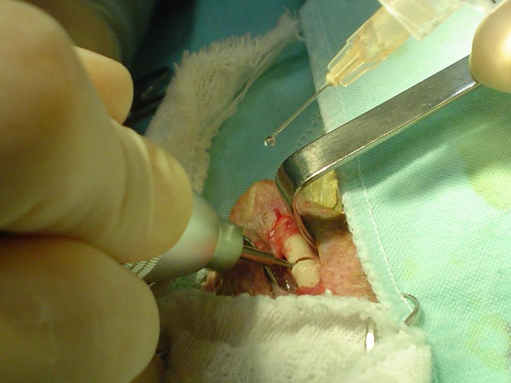 Modificações do fixador externo para osteossíntese umeral em pombos domésticos. 445 Removeram-se as penas da face dorsal do úmero direito e realizou-se anti-sepsia com álcool-iodoálcool.