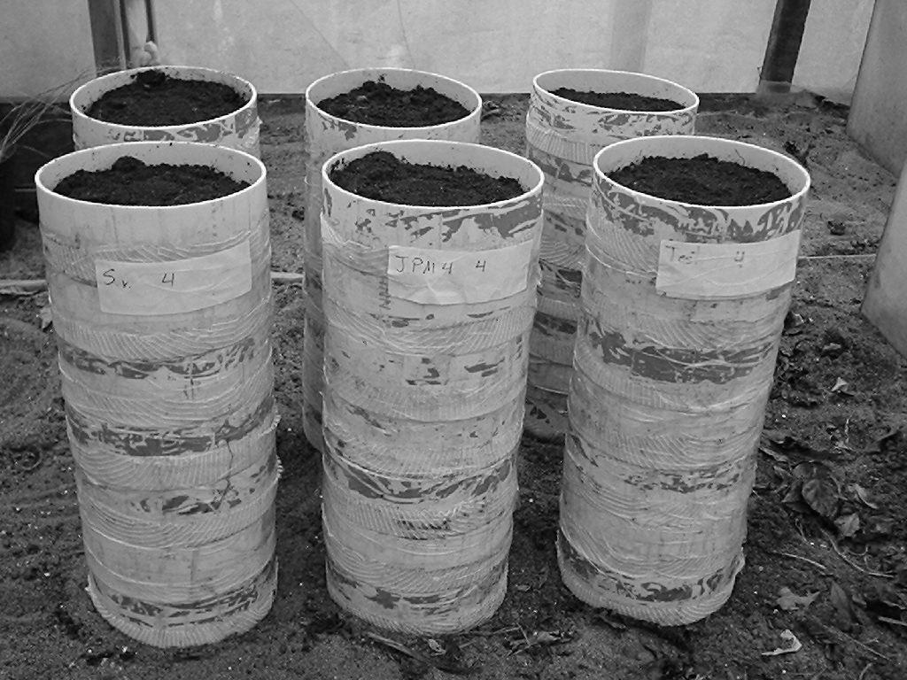 FIGURA 4 Colunas de solo montadas com cilindros de PVC. A avaliação foi realizada cinco dias após a aplicação, quando cada cilindro da coluna foi verificado e feito a contagem dos insetos mortos.