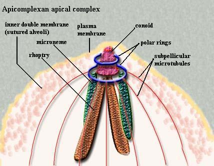 Apicomplexa Morfologia Complexo apical: Anéis polares são dois, permitem a passagem do conteúdo parasitário Conóides definem a extremidade apical e têm motilidade micronemas