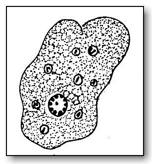 Morfologia Estrutura básica Membrana celular lipoproteica Citoplasma aspecto mitocôndrias, ribossomas vacúolos