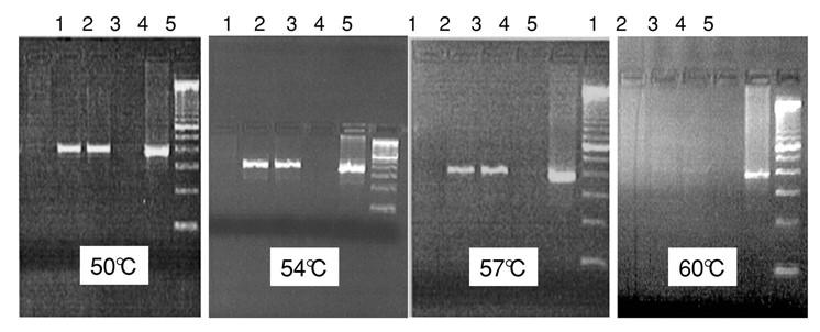 Especificidade da reação de PCR Controle de amplificação