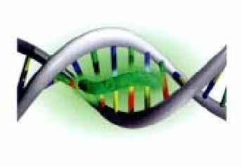 SYBR - Green Corante que se intercala na dupla fita de DNA fitas duplas proporcinal da intensidade de