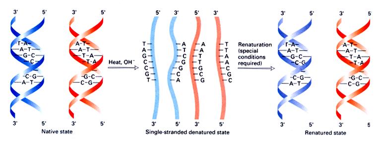Estrutura do DNA As duas fitas da dupla hélice podem ser reversivelmente separadas