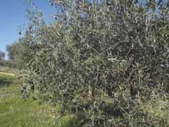 Olive Harvesting Systems in High Density Orchards. Acta Horticulturae nº 949: 351-358. Almeida, Arlindo; Peça, José; Pinheiro, Anacleto; Dias, António; Santos, Luís S.S. dos; Reynolds, Domingos; Lopes, João (2007) - Performance of three mechanical harvesting systems for olives in Portugal.