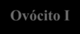 A FORMAÇÃO DE GAMETAS Ovulogênese formação dos gametas femininos. Desenvolvimento: As ovogônias multiplicam-se por mitose, atingem determinado número e as divisões cessam.