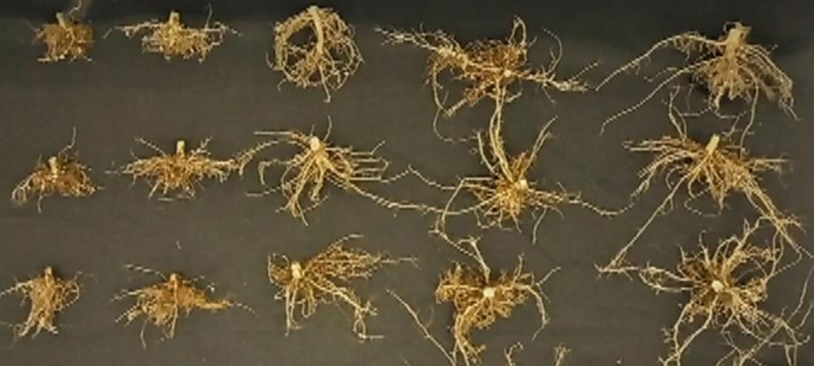 ESTUDO As imagens ao lado mostram sementes que tiveram problemas na mecanização, umidade, percevejo e cercospora (mancha foliar), comparando a