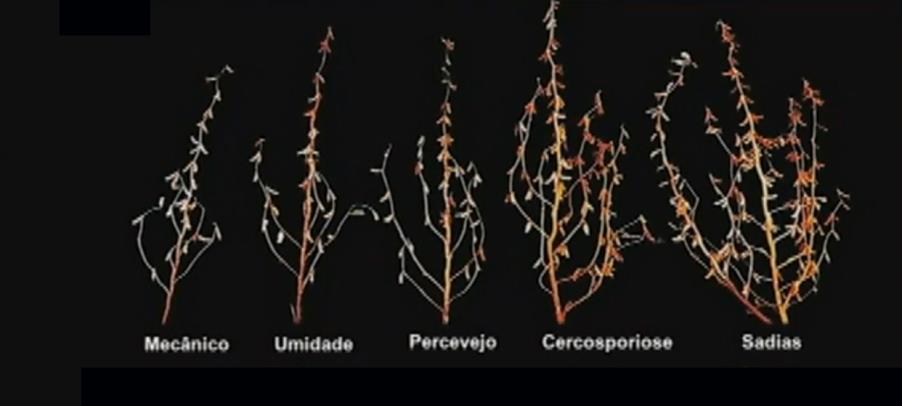 A terceira foto mostra as raízes de plantas já estruturadas, que não recuperaram os problemas iniciais, como muitos produtores acreditam ser
