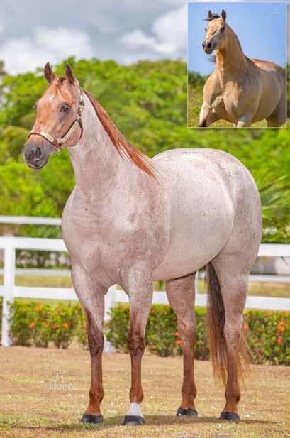 Lote 11 DAY PEP VIBORA RC P219510 F R 12/09/14 VENDEDOR: HARAS SANTO ANTÔNIO PEPTO RUBY CAT PEP RUBY CGV MISS PLAYBOY PEP OAK CAPTAIN MPS VIBORA DAN S SOLANO MISS LINDA CRYSTAL P+ DON RICK STEEL -