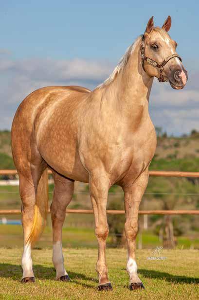 RMT;ETERNAL ROJO STEEL, 57 PNTS DE RMT; RASHID ROJO RC, 50 PNTS DE RMT; RUBY ETERNALY RC, 32,5 PNTS DE RMT, CAMPEÃO DO DERBY ABQM EM 2012; SHOW ROJO RC, 28 PNTS DE RMT, RESERVADO CAMPEÃO DO POTRO DO