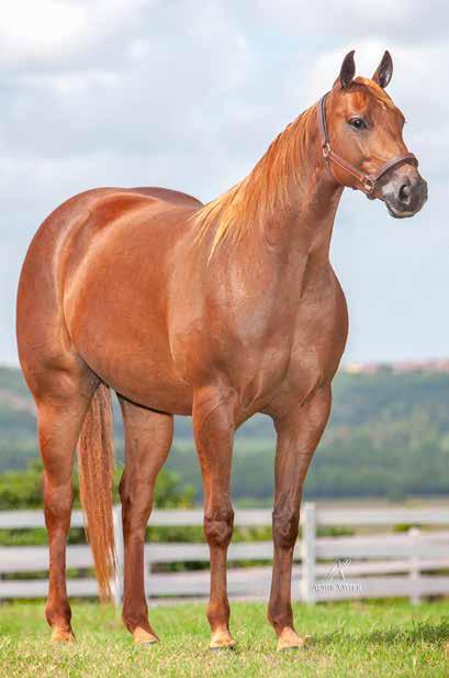 Lote 05 DHARA STEEL ROJO P205061 F AT 03/10/14 VENDEDOR: HARAS SANTO CRISTO COPY ROJO JR BALY STEEL CAL THUNDER CHIEF DOC ROJO JR SHADY STEEL SLN PRINCIS ETERNALY CAL INSEMINADA DO METALLIC CURLY