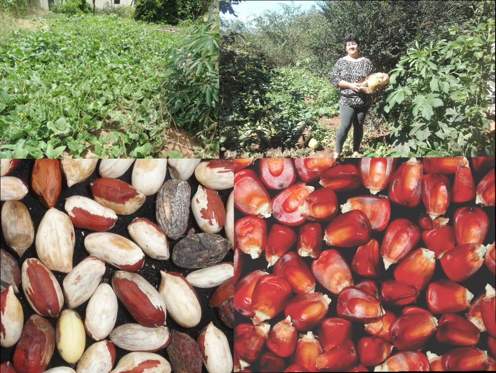 Deste modo, as agricultoras rurais da região de Juti, encontram assim nas sementes crioulas uma estratégia para manter a qualidade de vida de sua família, permitindo a produção de alimentos orgânicos