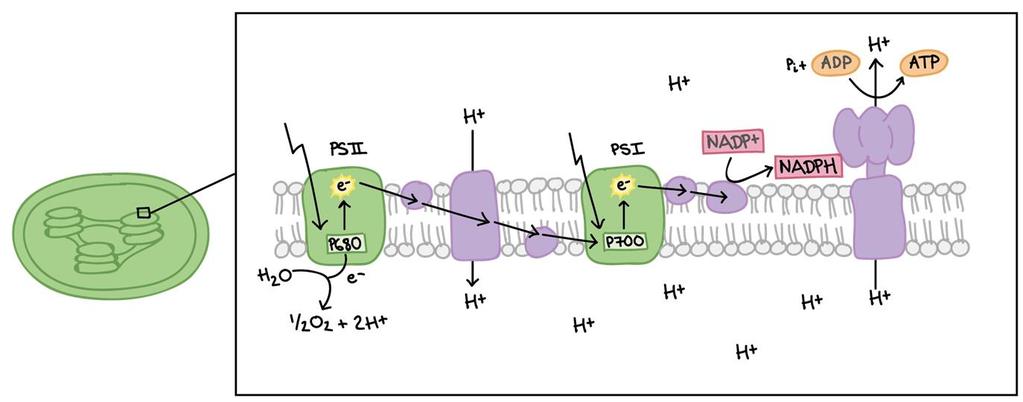 Esquema da etapa fotoquímica: Ocorre no estroma dos cloroplastos; Utiliza a energia proveniente da fase clara que se encontra na Luz Luz ATP - forma de NADPH e ATP; Sintase Atua no sentido de fixar o